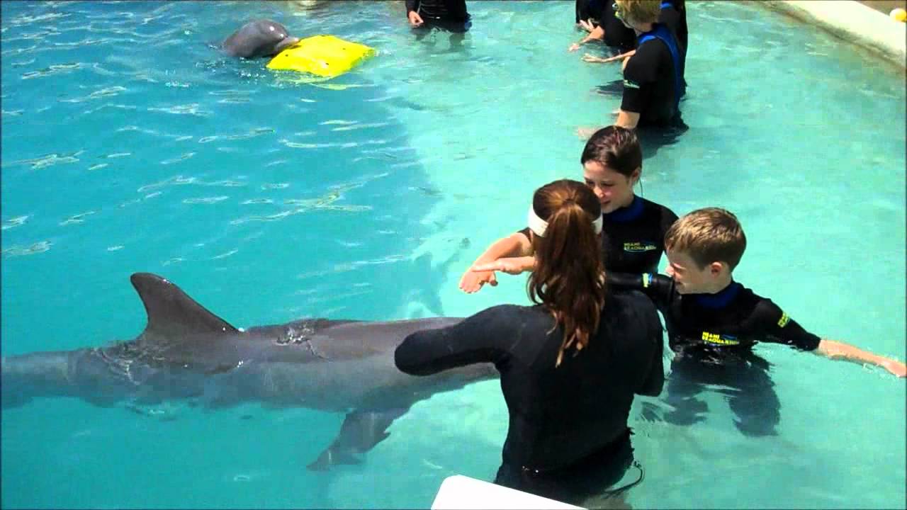 אתה יכול לשחות בזמן שהדולפין מנקה?